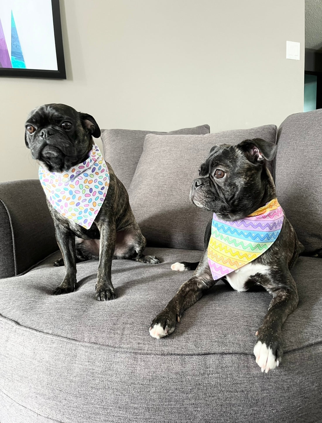 Rex and Roo, black Buggs wearing colorful Easter bandanas